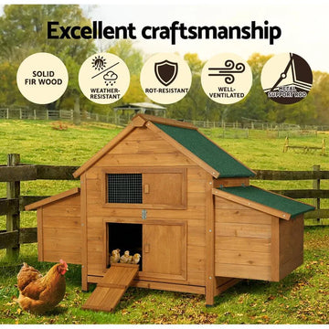 How Many Chickens Can You Fit in a Coop