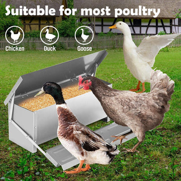 What Should Be Inside a Chicken Coop