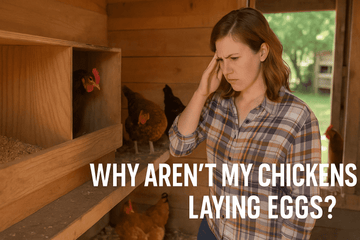 Why Aren’t My Chickens Laying Eggs? 5 Common Mistakes Backyard Owners Make