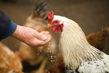 Introduction to Chicken Feed and Nutrition - Pets Gear