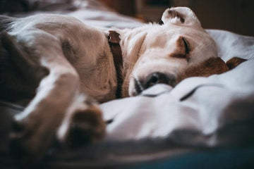 dog bed australia