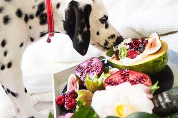 Top Dog Food Brands in Australia of 2023: A Comprehensive Review - Pets Gear