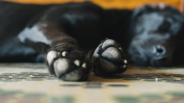 Why Do Dogs Scratch At Their Beds - Pets Gear