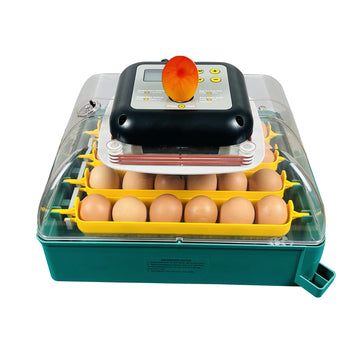 Automatic egg incubator with chicks and eggs