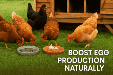 Secrets to Getting More Eggs