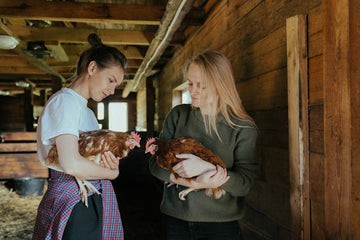 The Fascinating World of Chicken Dust Baths