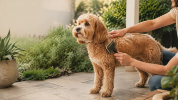 Editorial illustration of a Cavoodle being gently brushed on a shaded Australian patio