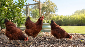 Editorial illustration of Rhode Island Red chickens foraging in a secure Australian backyard run