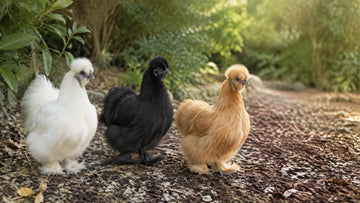 Editorial illustration of white, black and buff Silkie chickens in a shaded backyard run