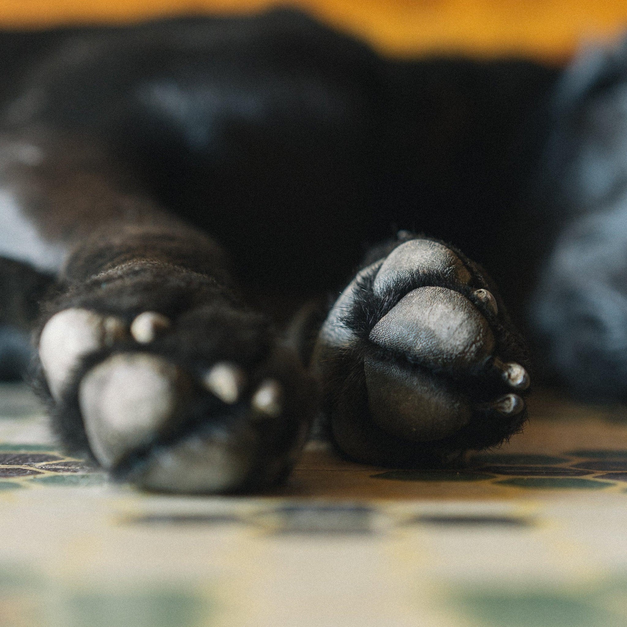 Why Do Dogs Scratch At Their Beds why-do-dogs-scratch-at-their-beds